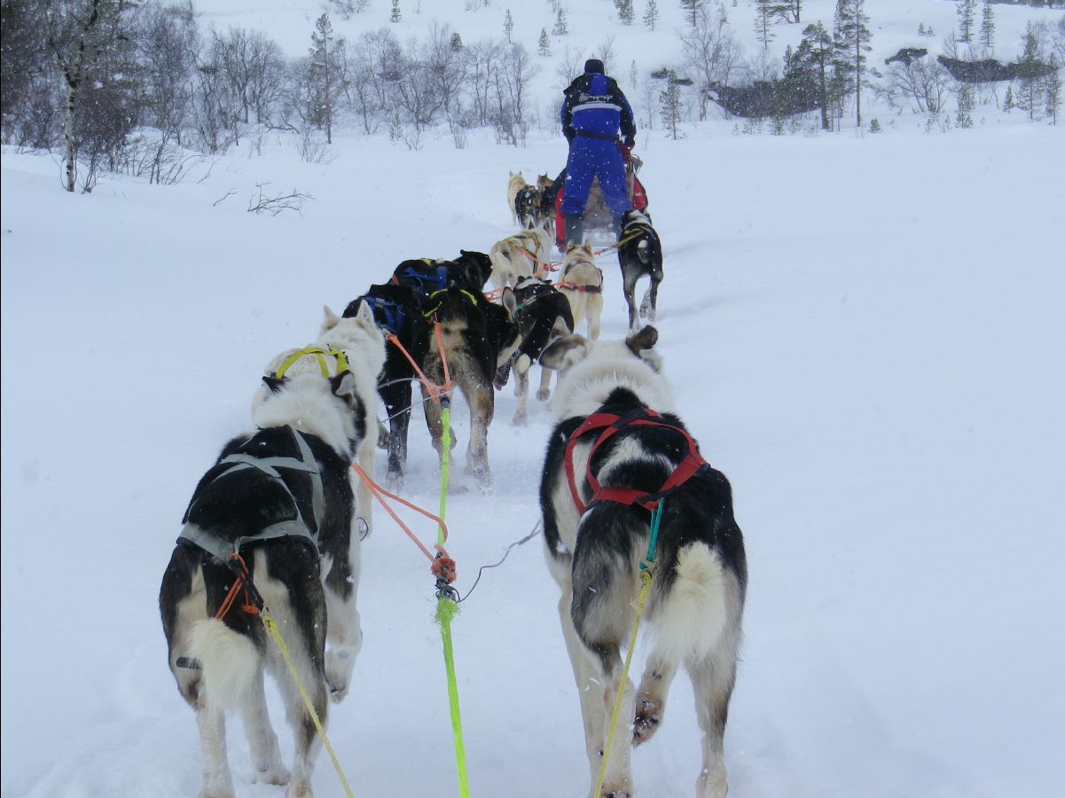 Dogs sledge16